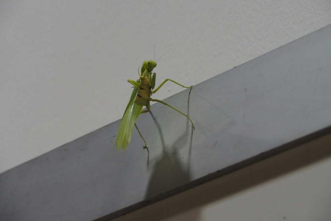 ホンダ八郷社長がアロンソを激励＠シンガポールGP現地情報