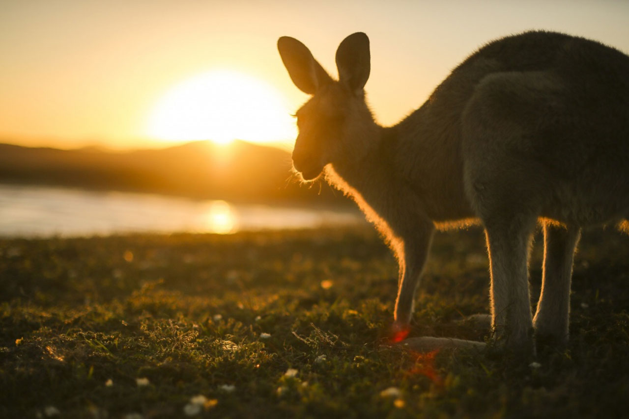 2017WRC第13戦オーストラリアまとめ