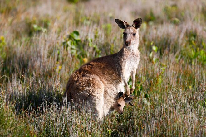 オーストラリアを象徴する存在のカンガルー