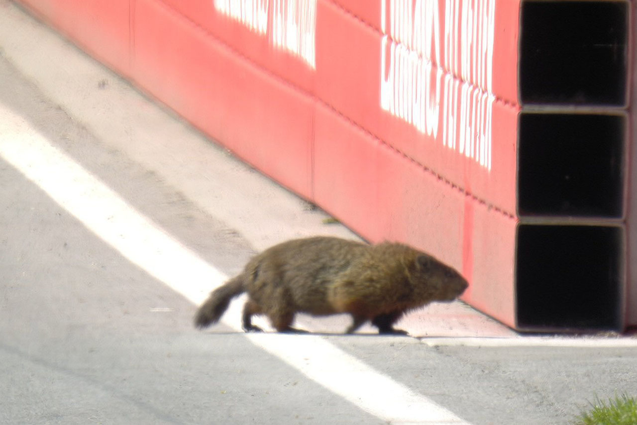 私もその一等席で観戦したいぜ