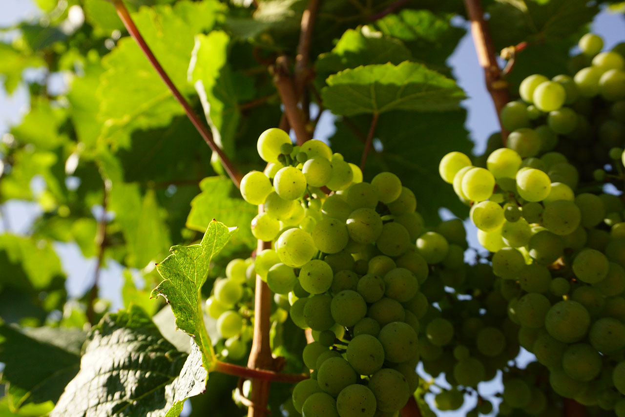 【ブログ】WRC第10戦ドイツ／WRC現地特派員