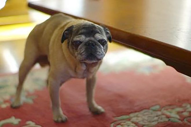 鈴木代表の『BOB』の語源となった愛犬ボブ。今は亡くなってしまったそう。