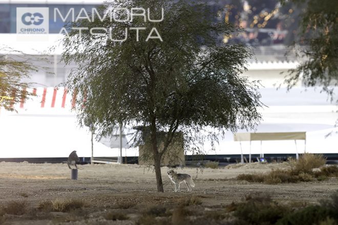 【ブログ】Shots！2020年F1第15戦バーレーンGP