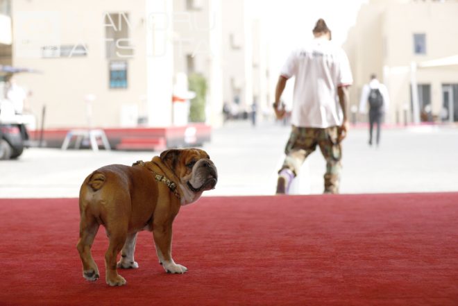 【ブログ】Shots！第17戦アブダビGP