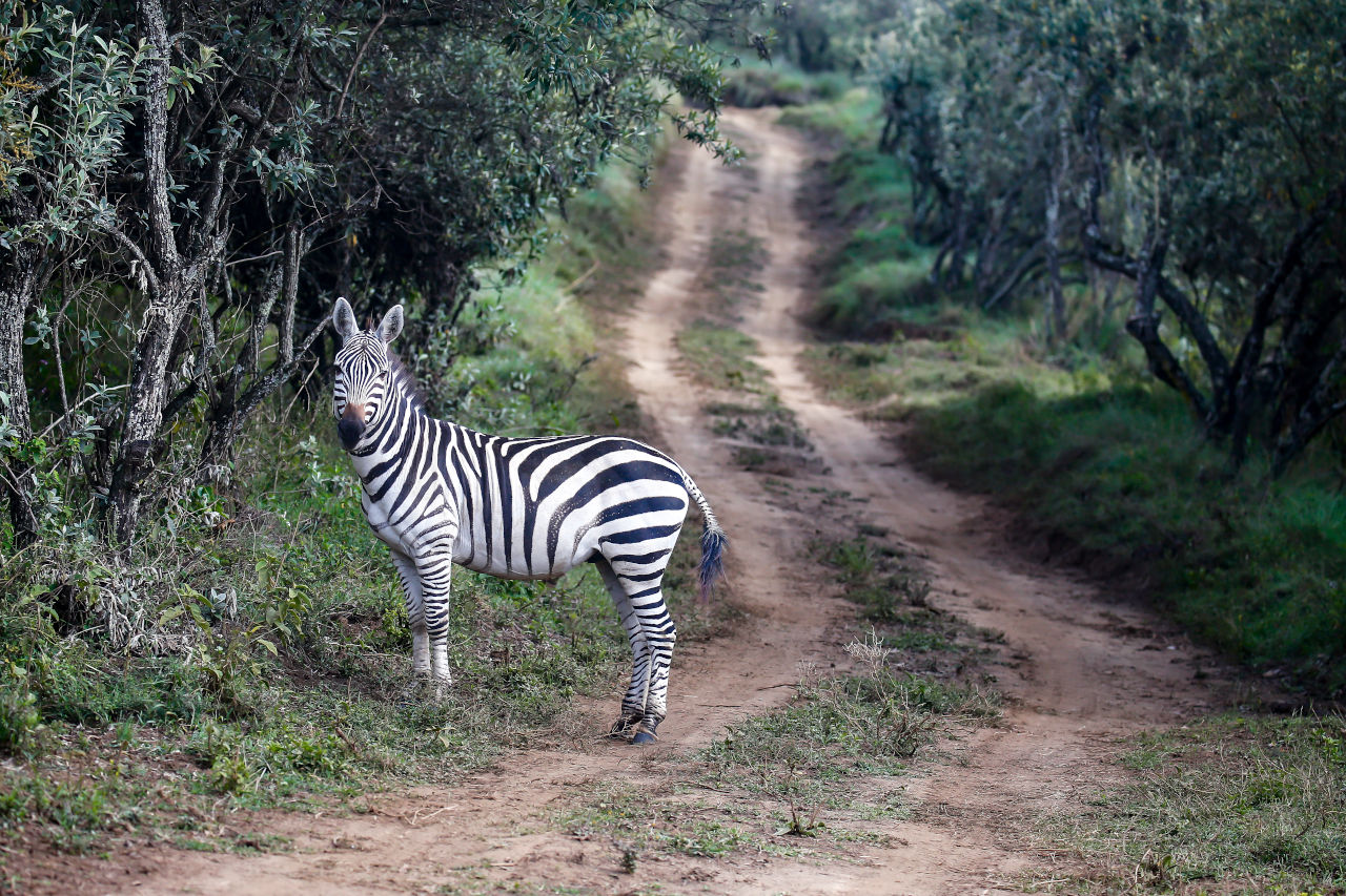 2021年WRC第6戦ケニア