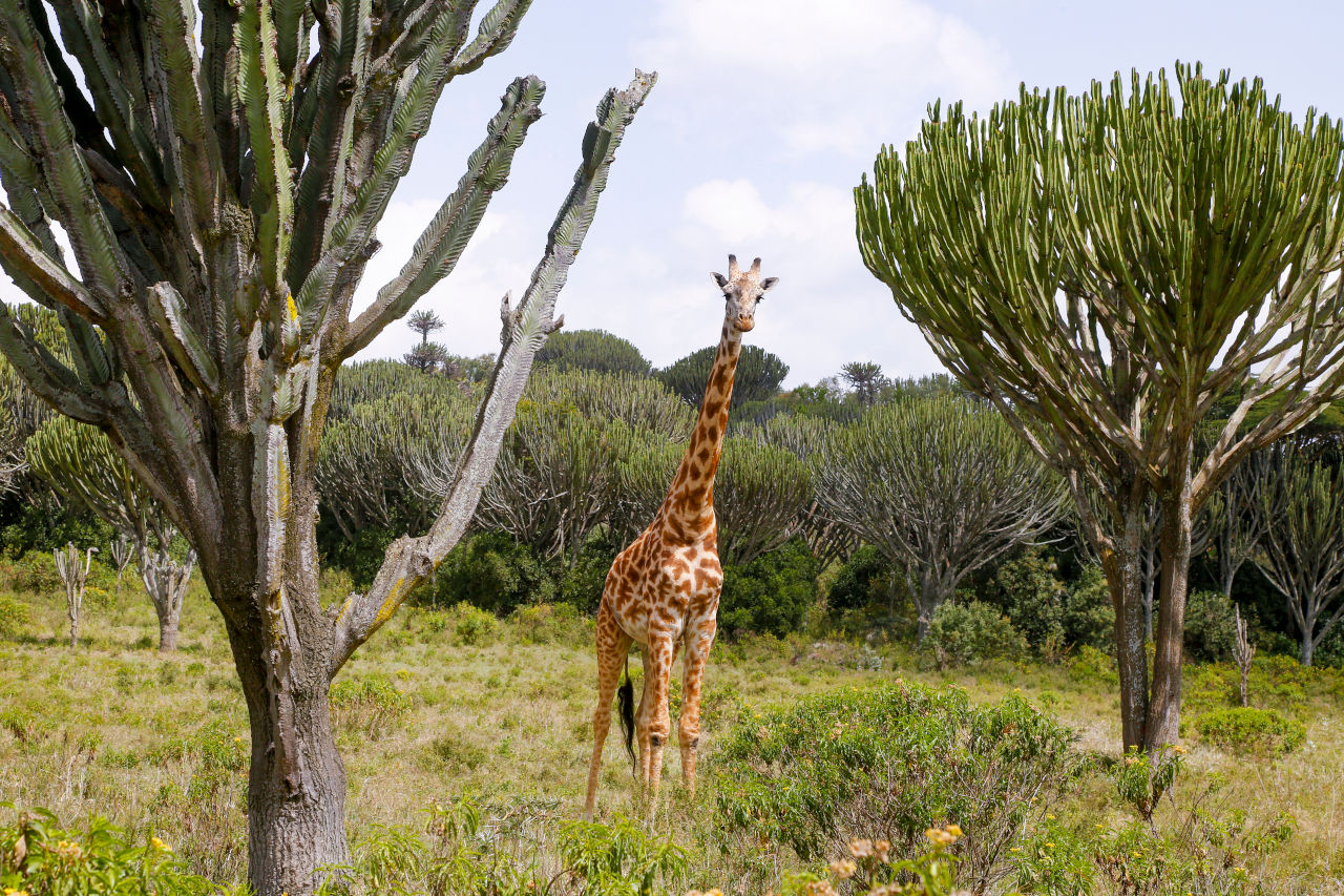2021年WRC第6戦ケニア