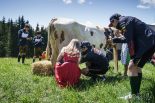 乳牛の乳しぼりをするペレスと、その様子を撮影するフェルスタッペン