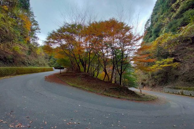 SSとなるコースでは、紅葉している部分も多く見られる。2019年大会では、早朝の冷え込みでタイヤの発熱に苦労する選手も。