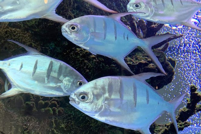 おまけ。タンパの空港にある水槽で泳いでいた「切れ目のある魚」。まるで飾り包丁を入れてた焼き魚が泳いでいるみたい？？