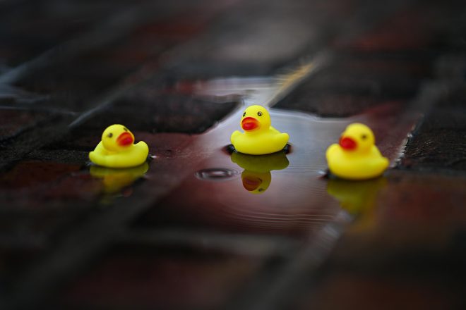 ブリックヤードにできた水たまりにアヒルちゃんの姿も