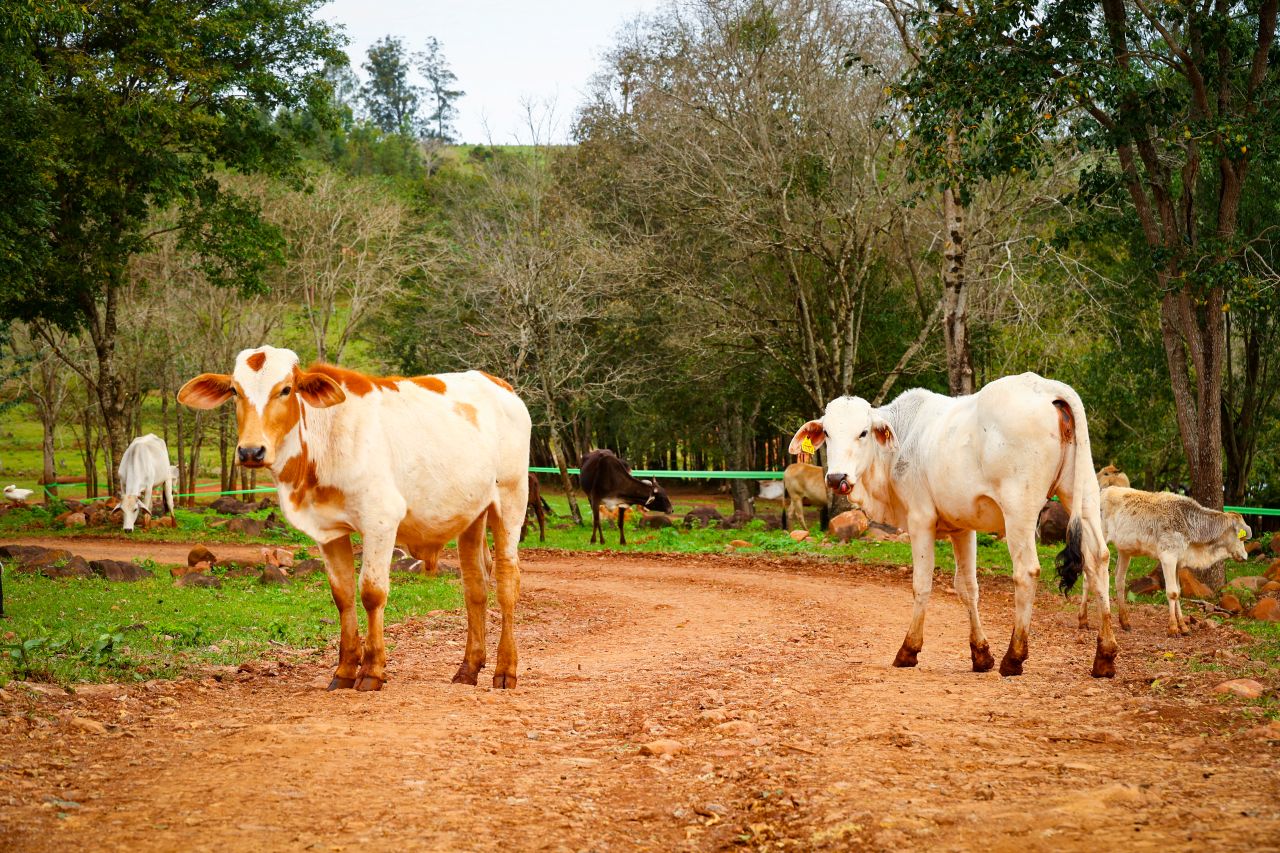 【タイム結果】2025年WRC第10戦ラリー・デル・パラグアイ シェイクダウン