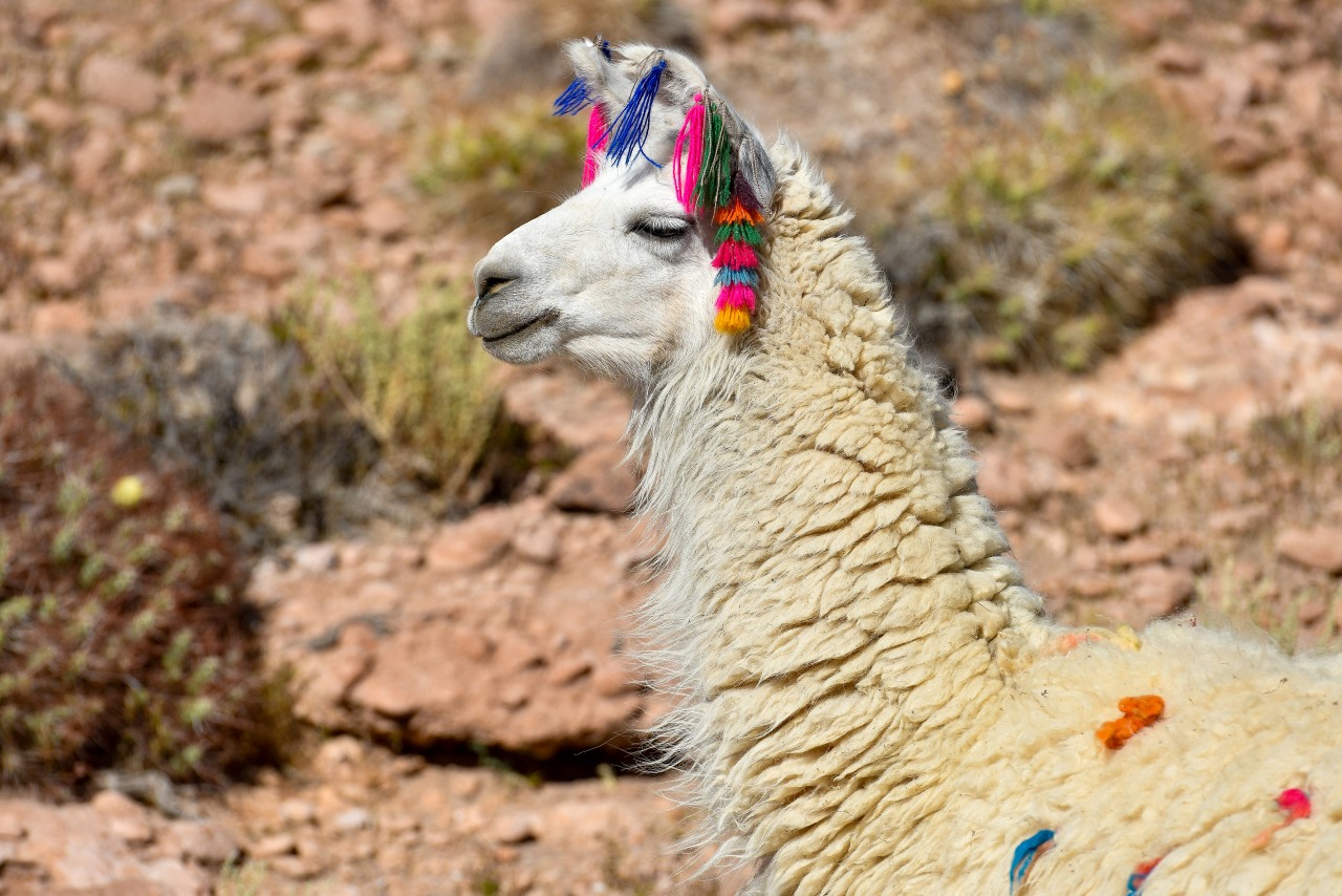 トヨタ、シーズン10勝目を狙ってチリへ。陣営内の王者争いには「最高のチャンスを与えたい」とカンクネン