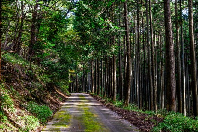 “溝落とし”走法は可能なのか。ラリージャパン連覇中のエバンスに聞く日本の公道を攻める際の注意点