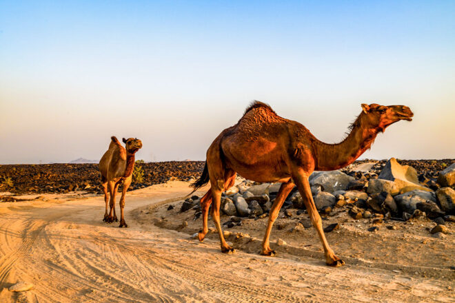 【順位結果】2025年WRC第14戦ラリー・サウジアラビア SS8後