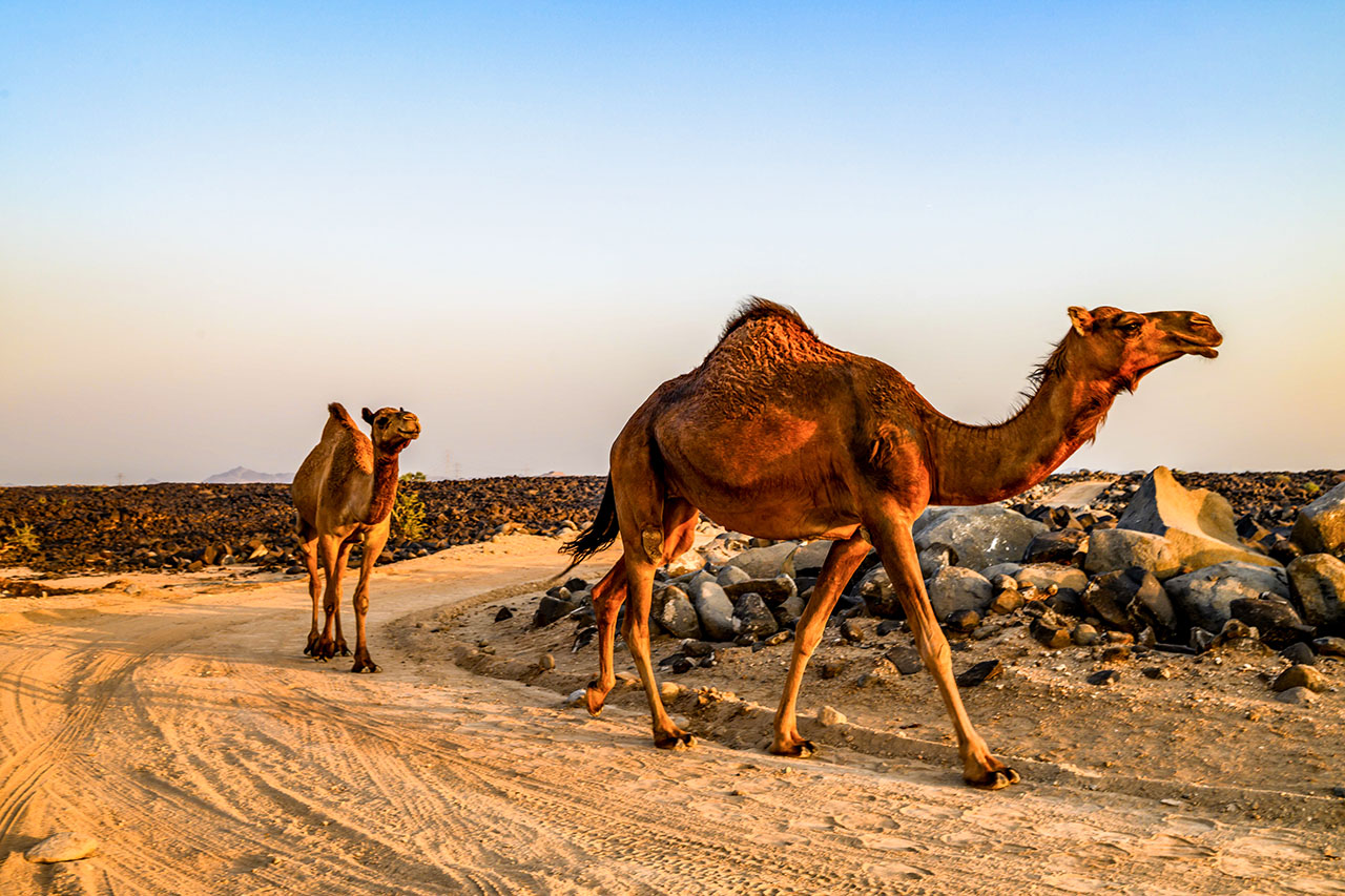 【順位結果】2025年WRC第14戦ラリー・サウジアラビア SS8後