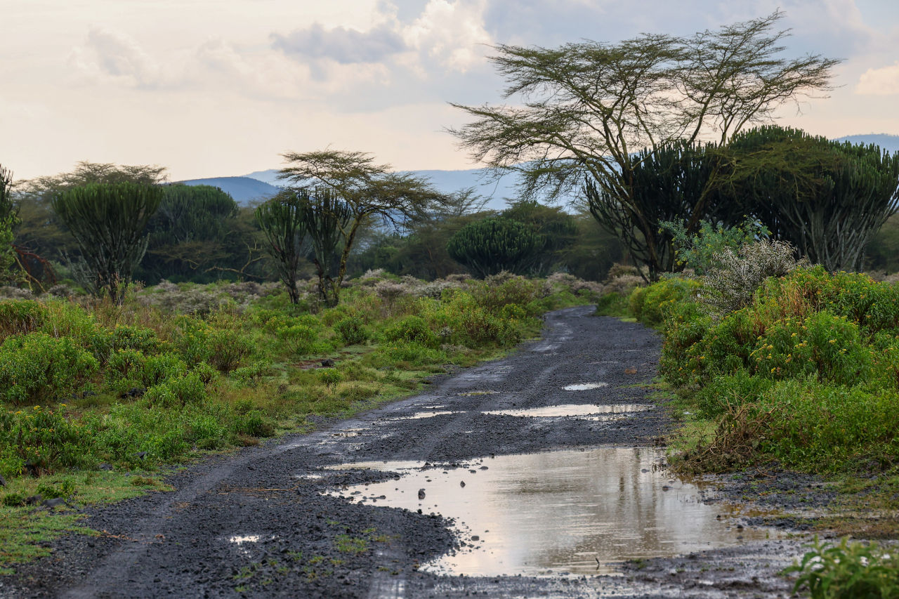 好調トヨタGR、5台体制で「もっとも過酷」なサファリ・ラリーで開幕3連勝＆6連覇に挑む／WRC第3戦