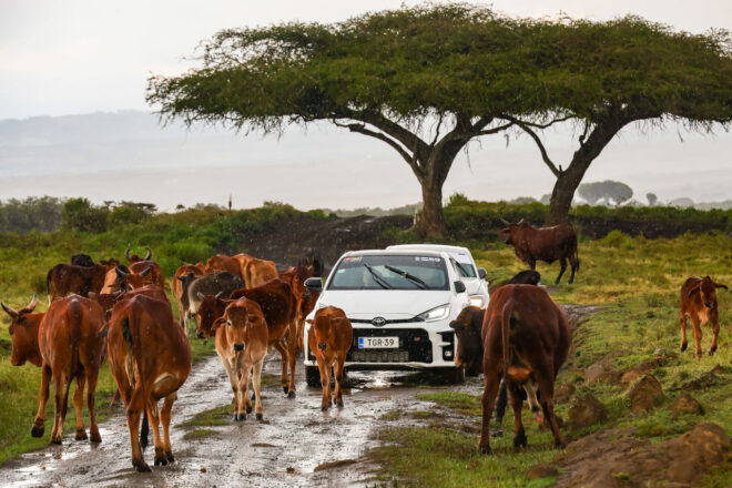 好調トヨタGR、5台体制で「もっとも過酷」なサファリ・ラリーで開幕3連勝＆6連覇に挑む／WRC第3戦