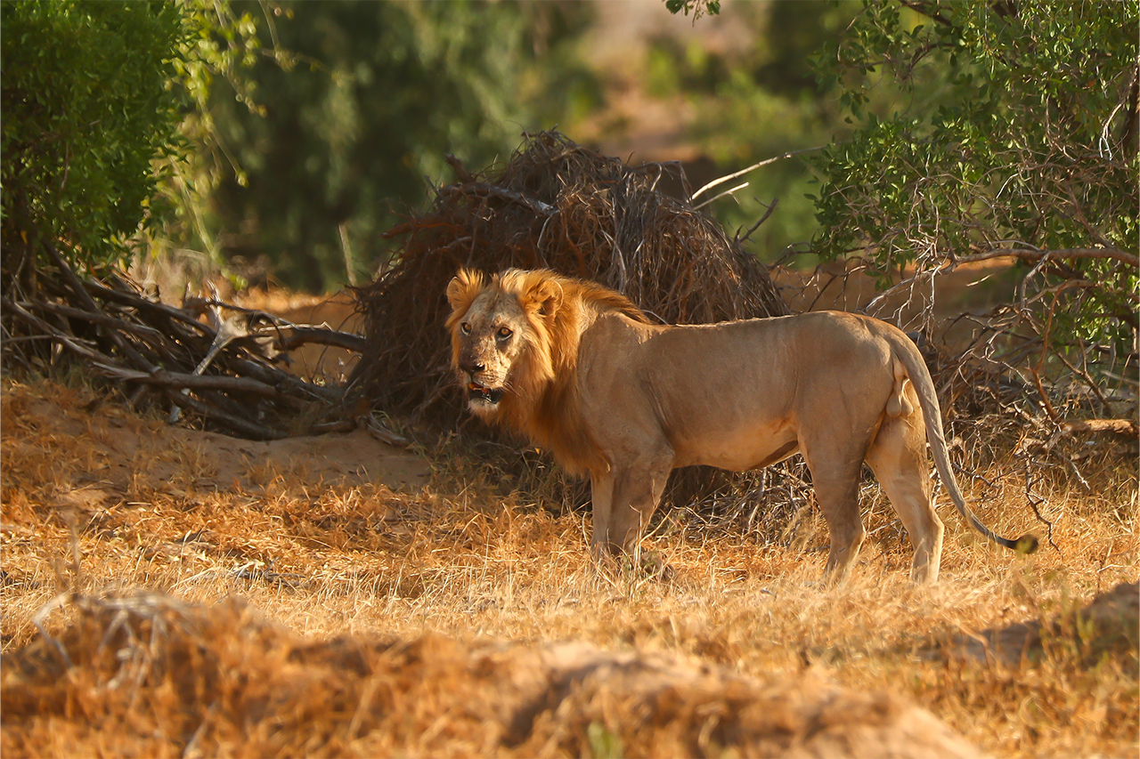 2026年WRC第3戦サファリ・ラリー・ケニア　TV放送／タイムスケジュール／エントリーリスト
