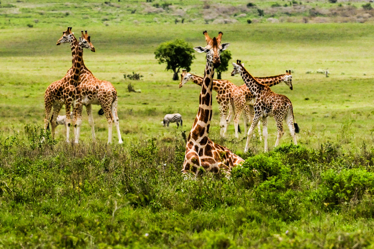 【タイム結果】2026年WRC第3戦ケニア シェイクダウン